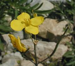 Image result for Brassica rapa