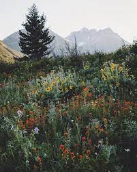 Nov 13, 2019 · say your vows in the actual hay field, followed by a dinner outside or in the barn, a rustic and renovated english frame barn and prairie barn with a grand 35' ceiling. Wildflower Field In The Mountains Landscape Photography Nature Nature Photography Landscape Photography