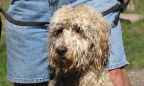 Our australian labradoodle puppies are available in medium and miniature sizes. Owner Recommended Goldendoodle Labradoodle Breeders