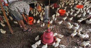 August, 17 2021 406 warga binaan 2 lapas di sleman dapat remisi hari kemerdekaan ri Ini Penyebab Harga Telur Ayam Naik Pascalebaran