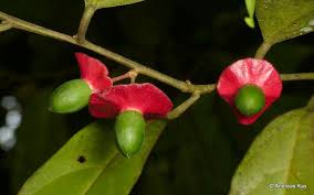 Image result for Heisteria