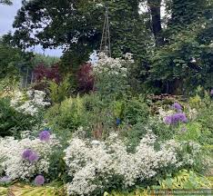 Image result for Clematis recta atropurpurea