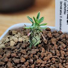 Image result for Euphorbia davyi