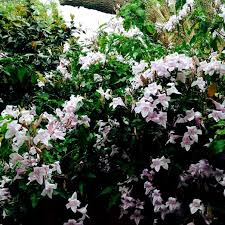 Image result for Mackaya