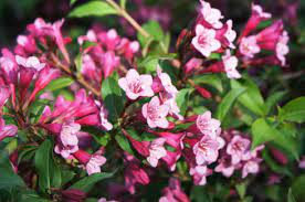 Grows best in full sun or part shade. 11 Flowering Shrubs For Sunny Locations