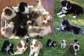 Your veterinarian or the breeder can make. Australian Shepherd Puppies For Sale The Pulse
