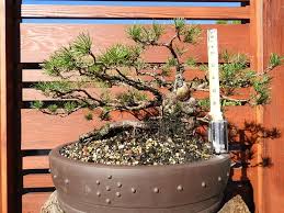 Pauline nielson, 1949 37th ave. Two Interesting Yamadori Design Mirai Forum
