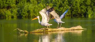 We did not find results for: Insulele SÄlbatice Din Delta DunÄrii Life Ro