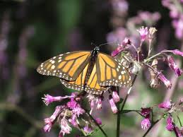 Monarch butterfly usa (all rights reserved; Monarchs And Milkweed The Real Dirt Chico Enterprise Record