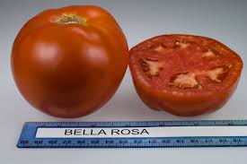 Learn more about growing tomatoes. Tomato Varieties Rutgers Njaes