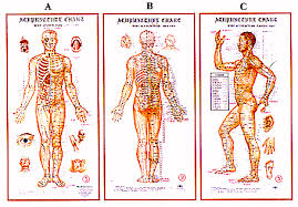 Acupuncture Diagrams Or Charts Of The 14 Tcm Acupuncture