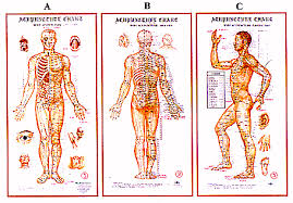 acupuncture diagrams or charts of the 14 tcm acupuncture