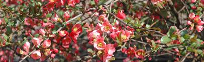 This flowering quince is also known as japanese quince. Flowering Quince Melinda Myers