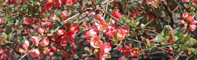 We did not find results for: Flowering Quince Melinda Myers