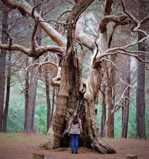 Old Dead Tree In Kuitpo Forest South Australia Exploring Trees Forest Adventure Adventuring Adelaide South Australia South Australia Australia