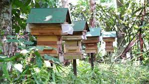 Preferred host plants for stingless bees. Stingless Bees House Farm In Stock Footage Video 100 Royalty Free 11765996 Shutterstock