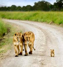 Los leones en peligro de extinción. Leones En Peligro De Extincion Y Video Con Kevin Richardson Historia Ciencia Aztecas Mito Calendario Antropologia