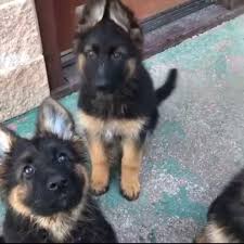 Nadelhaus breeds and sells german shepherd puppies in northern california. German Shepherd Puppies For Adoption Near Me Home Facebook