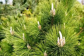 Buenas, tengo un thunbergii y no sé cuándo es el momento idoneo para pinzar, yo lo. Pinus Thunbergii Bonsai Bci