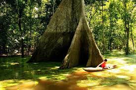 a samauma esta arvore e considerada sagrada pelos nativos da floresta e por antigos povos como maias e incas a samauma e tambem floresta natureza manaus