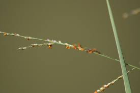 Image result for Acroceras