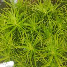 Image result for Syngonanthus