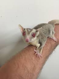 Sugar Glider Colors Gbg Exotics