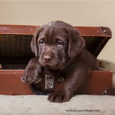 Brown Lab Puppy In Suitcase Labrador Puppy Lab Puppy Puppies