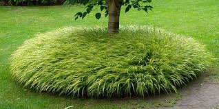 Image result for Hackelochloa