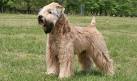 Wheaten Terrier Rescue!