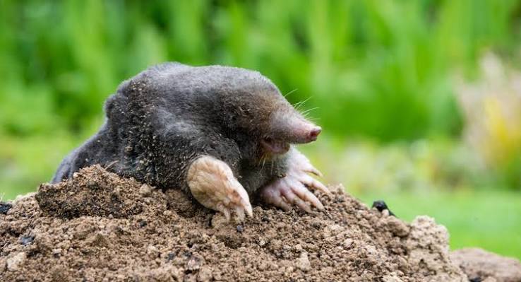 7 Fun Facts About Moles | Insight Pest Solutions
