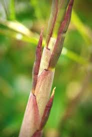 Image result for Pilea bambuseti