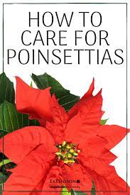 How To Care For Poinsettias Poinsettia Plant Diy Container Gardening Indoor Plant Care