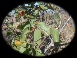 Image result for Sphedamnocarpus pruriens