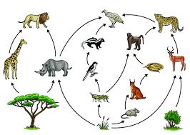 The food web definition in biology is a diagram that shows the transfer of energy through multiple different organisms in an area. Difference Between Food Chain And Food Web Compare The Difference Between Similar Terms