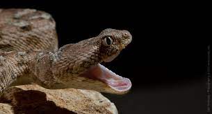 Saw Scaled Viper By Ilan Narinsky 500px Lizard Snake Viper