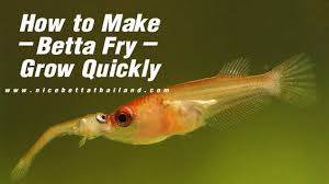 Nice Betta Thailand Co Ltd Betta Fish For Sale Siamese Fighting Fish