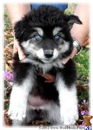 Our puppy packets include a training sheet on how to teach them not to chew on anything that doesn't belong to them, which we have had excellent success for the last 25 years. Pin By Ashley Meinen On Adorably Cute Animals Wolf Hybrid Puppies Wolf Dog Puppy Wolf Dog