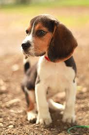 Das günstigste angebot beginnt bei € 900. Seriose Beagle Zuchter Finden Beaglehund De