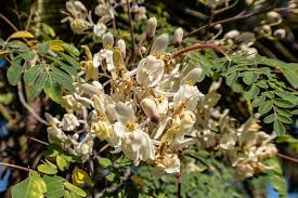 Image result for Moringaceae