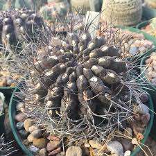 Image result for Tinnea eriocalyx