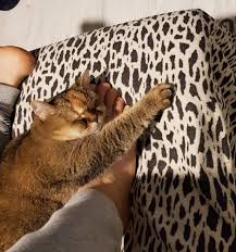 Evinde Scottish Fold Veya British Shorthair Besleyen Var Mi