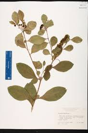 Image result for Solanum sp.no.2