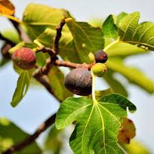 How To Plant Fruit Trees The Home Depot In 2020 Fruit Trees Fruit Growing Tree