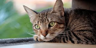 What can i give my cat for pain at home. My Cat Can T Pee Feline Urethral Obstruction Be Prepared
