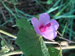 Image result for Hibiscus tridactylites