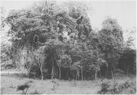 Image result for Craterosiphon quarrei