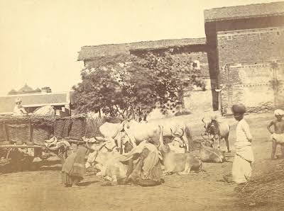 Women gathering cowdung, Ahmadabad - Old Indian Photos