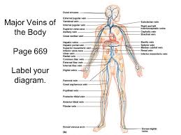 The major nerves and veins start in your neck and run the length of your arms, often into your hands. Chap 18 Blood Vessels Continued Learning Objectives Continued 1 Name And Give The Location Of The Major Arteries And Veins In The Systemic Circulation Ppt Download