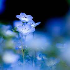 ❤ get the best blue flower wallpaper on wallpaperset. Flowers Photo Blue Forget Me Not Blue Flower Wallpaper Blue Flowers Light Blue Flowers